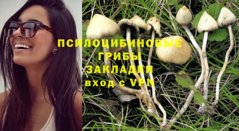 Галлюциногенные грибы Psilocybine cubensis  купить наркотики сайты  Карталы 