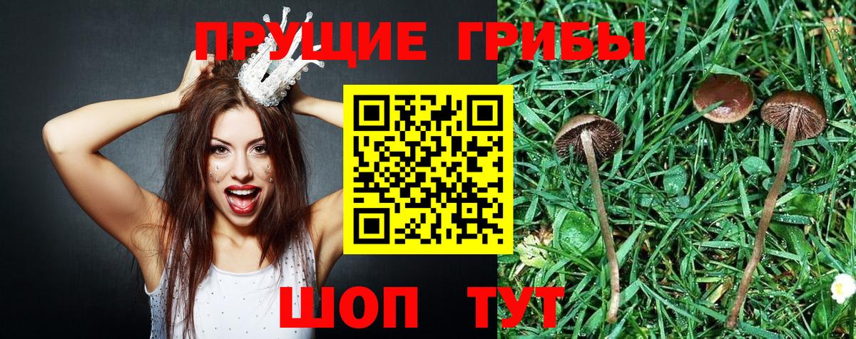 Карталы  Галлюциногенные грибы GOLDEN TEACHER  Вход с VPN  Псилоцибиновые грибы GOLDEN TEACHER 